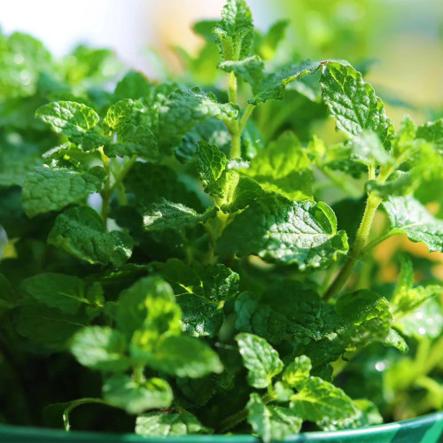 Strawberry Mint Seeds | Mentha × piperita | Edible Fragrant Herb Seeds