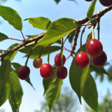 Wild Cherry Rootstock Seeds | Prunus pseudocerasus | Grafting for Edible Cherry & Cherry Blossom