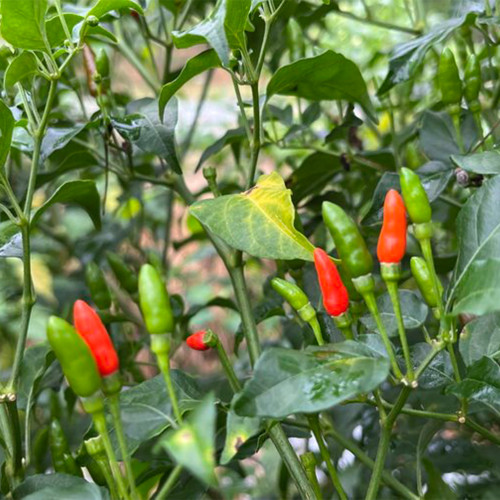 Bird's Eye Chili Seeds | Capsicum annuum | Myanmar Mini Super Hot Pepper