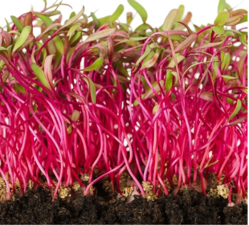 Rainbow Blend Beet Microgreen Seeds | Beta vulgaris | Heirloom Non-GMO Sprouting