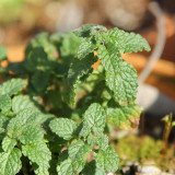 Strawberry Mint Seeds | Mentha × piperita | Edible Fragrant Herb Seeds