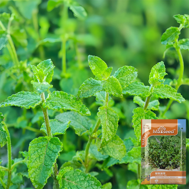 Strawberry Mint Seeds | Mentha × piperita | Edible Fragrant Herb Seeds