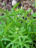 Cleavers (Bedstraw) Dry Herb | Galium aparine | Wild Medicinal Herbal Plant