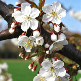 Wild Cherry Rootstock Seeds | Prunus pseudocerasus | Grafting for Edible Cherry & Cherry Blossom