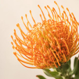 Orange Pincushion Protea Seeds | Leucospermum cordifolium | Exotic Cut Flower Garden Plant