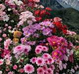 Mixed Perennial Chrysanthemum Seeds | Chrysanthemum × morifolium | Colorful Fall Blooming Garden Mums