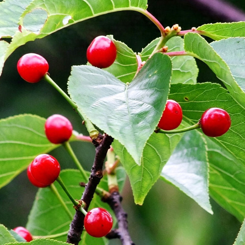 Wild Cherry Rootstock Seeds | Prunus pseudocerasus | Grafting for Edible Cherry & Cherry Blossom
