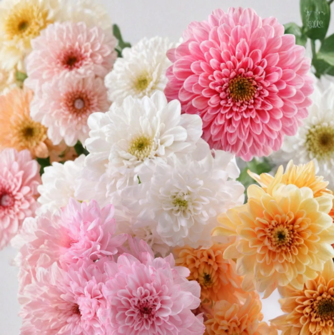 Soft Pastel Mix Chrysanthemum Seeds | Chrysanthemum × morifolium | Colorful Garden Planting Mum Seeds