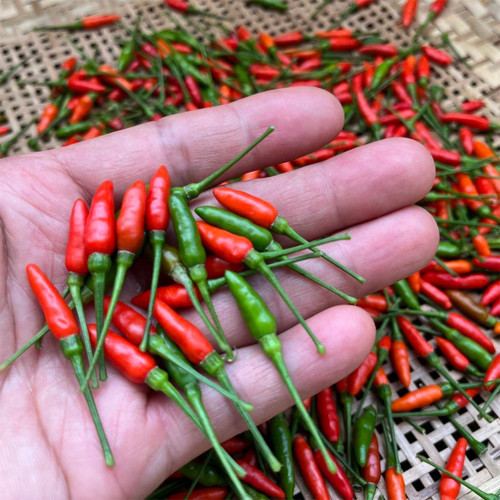 Bird's Eye Chili Seeds | Capsicum annuum | Myanmar Mini Super Hot Pepper