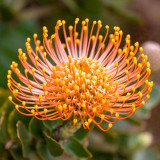 Orange Pincushion Protea Seeds | Leucospermum cordifolium | Exotic Cut Flower Garden Plant