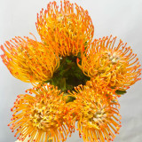 Orange Pincushion Protea Seeds | Leucospermum cordifolium | Exotic Cut Flower Garden Plant