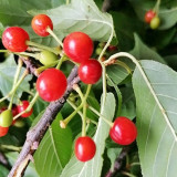 Wild Cherry Rootstock Seeds | Prunus pseudocerasus | Grafting for Edible Cherry & Cherry Blossom