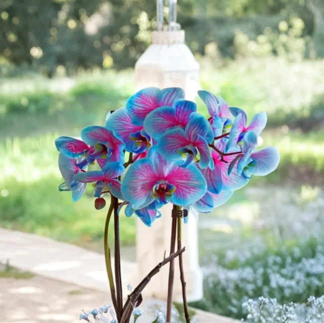 Blue Pink Phalaenopsis Orchid Seeds | Phalaenopsis spp. | Exotic Indoor Ornamental Plant