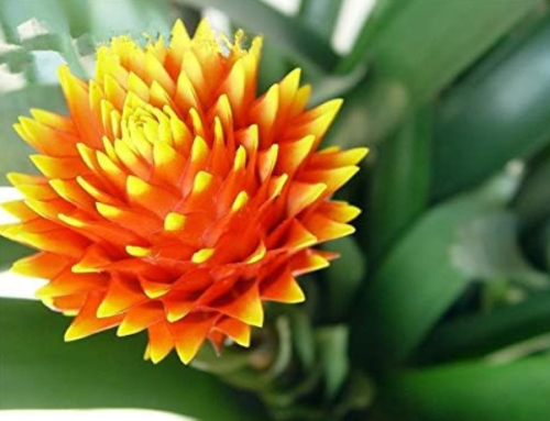 Mixed Bromeliad Seeds | Guzmania lingulata | Colorful Tropical Ornamental Plant