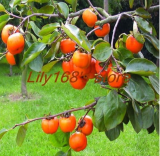 Rare Persimmon Tree Bonsai Seeds | Diospyros kaki | Organic Sweet Juicy Fruit Bonsai
