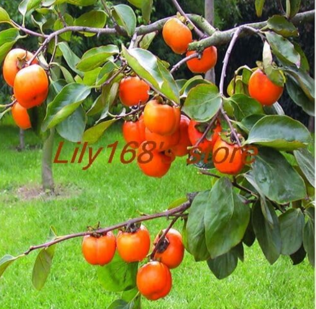 Rare Persimmon Tree Bonsai Seeds | Diospyros kaki | Organic Sweet Juicy Fruit Bonsai