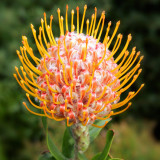 Orange Pincushion Protea Seeds | Leucospermum cordifolium | Exotic Cut Flower Garden Plant
