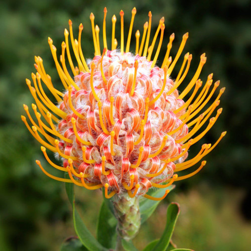 Orange Pincushion Protea Seeds | Leucospermum cordifolium | Exotic Cut Flower Garden Plant