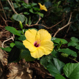 Pale Yellow Hibiscus Seeds | Hibiscus rosa-sinensis | Tropical Ornamental Shrub Flower
