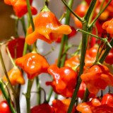 Bishop's Hat Pepper Seeds | Capsicum baccatum | Decorative Edible Hot Pepper