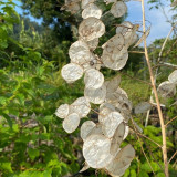 Silver Dollar Plant Seeds | Lunaria annua | Translucent Pod Dried Cut Flower