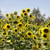 Lemon Yellow Sunflower Seeds | Helianthus annuus | Multi-headed Single Petal Cut Flower