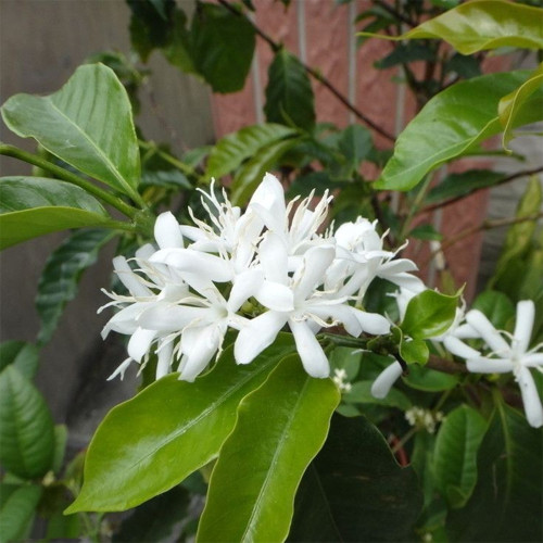 Yunnan Pu'er Catimor Parchment Coffee Seeds | Coffea arabica × canephora 'Catimor' | Unprocessed Arabica Raw Coffee