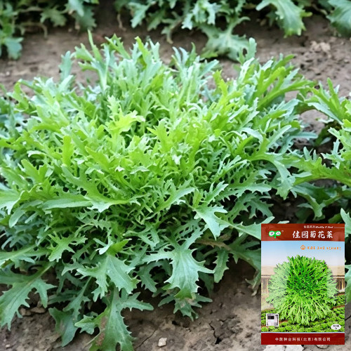 Curly Endive Seeds | Cichorium endivia var. crispum | Slightly Bitter Garden Vegetable
