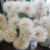 Giant Salsify Seeds | Tragopogon porrifolius | Drought Tolerant Ornamental Wildflower