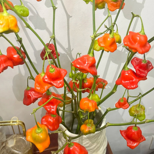 Bishop's Hat Pepper Seeds | Capsicum baccatum | Decorative Edible Hot Pepper