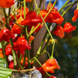 Bishop's Hat Pepper Seeds | Capsicum baccatum | Decorative Edible Hot Pepper