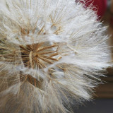 Giant Salsify Seeds | Tragopogon porrifolius | Drought Tolerant Ornamental Wildflower