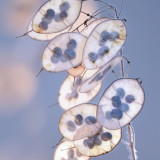 Silver Dollar Plant Seeds | Lunaria annua | Translucent Pod Dried Cut Flower