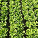 Curly Endive Seeds | Cichorium endivia var. crispum | Slightly Bitter Garden Vegetable