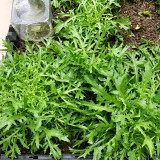 Curly Endive Seeds | Cichorium endivia var. crispum | Slightly Bitter Garden Vegetable