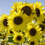 Lemon Yellow Sunflower Seeds | Helianthus annuus | Multi-headed Single Petal Cut Flower