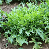 Curly Endive Seeds | Cichorium endivia var. crispum | Slightly Bitter Garden Vegetable