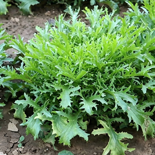 Curly Endive Seeds | Cichorium endivia var. crispum | Slightly Bitter Garden Vegetable
