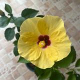 Pale Yellow Hibiscus Seeds | Hibiscus rosa-sinensis | Tropical Ornamental Shrub Flower
