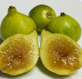 Kadota Fig Tree Cuttings | Ficus carica | Green Skin Edible Fruit