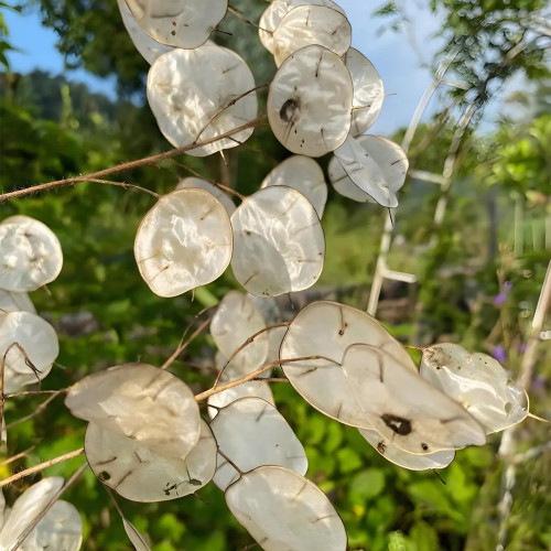 Silver Dollar Plant Seeds | Lunaria annua | Translucent Pod Dried Cut Flower