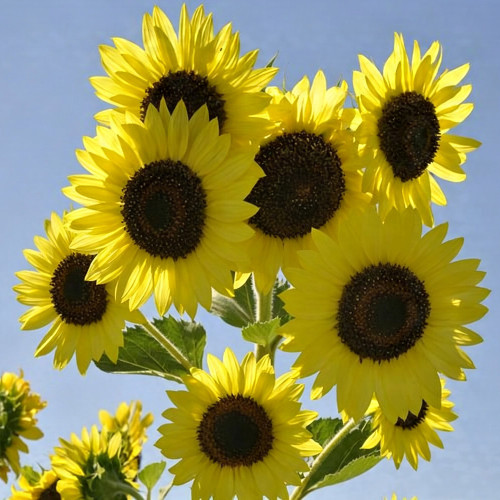 Lemon Yellow Sunflower Seeds | Helianthus annuus | Multi-headed Single Petal Cut Flower