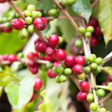 Yunnan Pu'er Catimor Parchment Coffee Seeds | Coffea arabica × canephora 'Catimor' | Unprocessed Arabica Raw Coffee