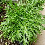 Curly Endive Seeds | Cichorium endivia var. crispum | Slightly Bitter Garden Vegetable