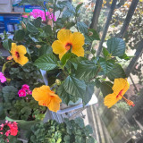 Pale Yellow Hibiscus Seeds | Hibiscus rosa-sinensis | Tropical Ornamental Shrub Flower