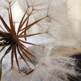 Giant Salsify Seeds | Tragopogon porrifolius | Drought Tolerant Ornamental Wildflower