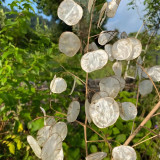 Silver Dollar Plant Seeds | Lunaria annua | Translucent Pod Dried Cut Flower