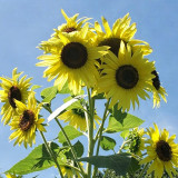 Lemon Yellow Sunflower Seeds | Helianthus annuus | Multi-headed Single Petal Cut Flower