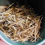 Giant Salsify Seeds | Tragopogon porrifolius | Drought Tolerant Ornamental Wildflower
