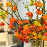 Bishop's Hat Pepper Seeds | Capsicum baccatum | Decorative Edible Hot Pepper